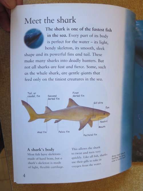 MY BEST BOOK OF SHARKS  by Claire Llewellyn
