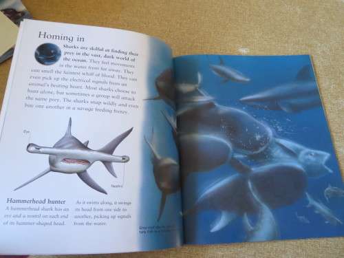 MY BEST BOOK OF SHARKS  by Claire Llewellyn
