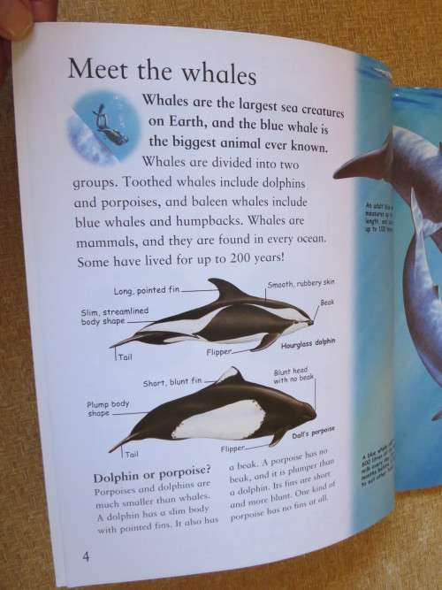 MY BEST BOOK OF WHALES AND DOLPHINS  by Christiane Gunzi