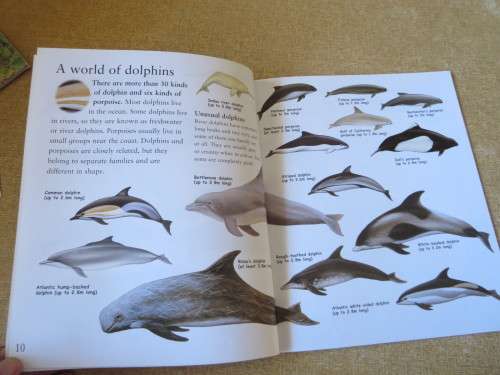 MY BEST BOOK OF WHALES AND DOLPHINS  by Christiane Gunzi