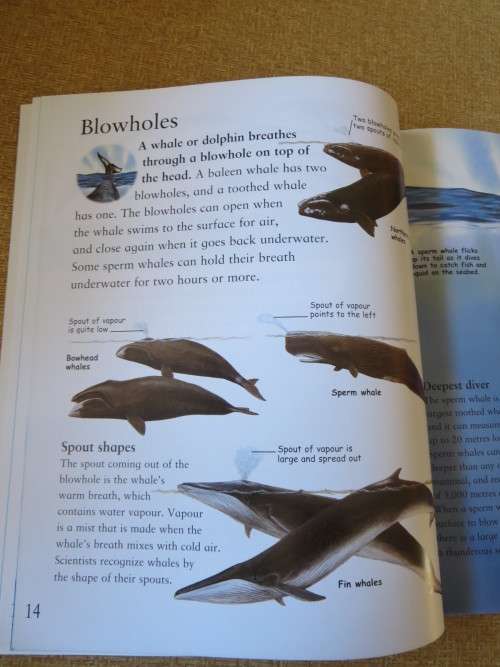 MY BEST BOOK OF WHALES AND DOLPHINS  by Christiane Gunzi