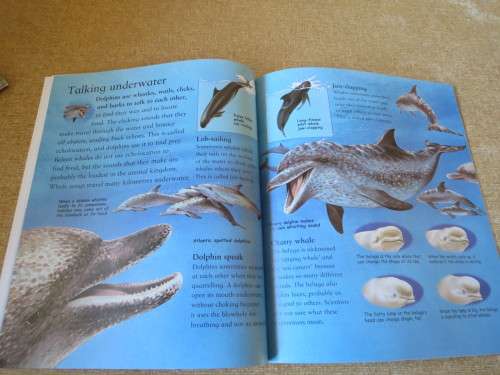 MY BEST BOOK OF WHALES AND DOLPHINS  by Christiane Gunzi