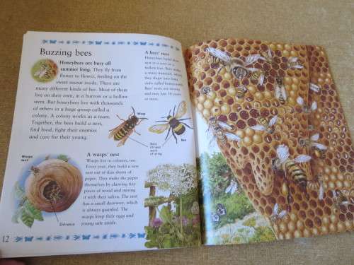 MY BEST BOOK OF CREEPY CRAWLIES  by Claire Llewellyn