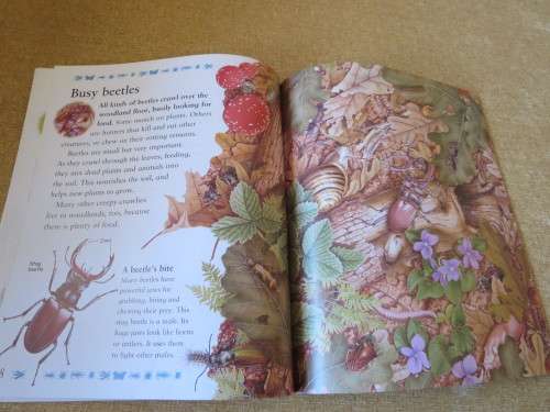 MY BEST BOOK OF CREEPY CRAWLIES  by Claire Llewellyn