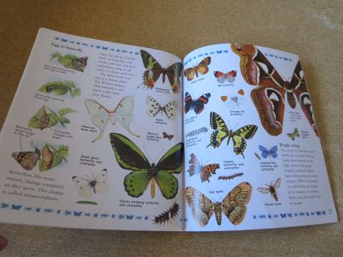 MY BEST BOOK OF CREEPY CRAWLIES  by Claire Llewellyn