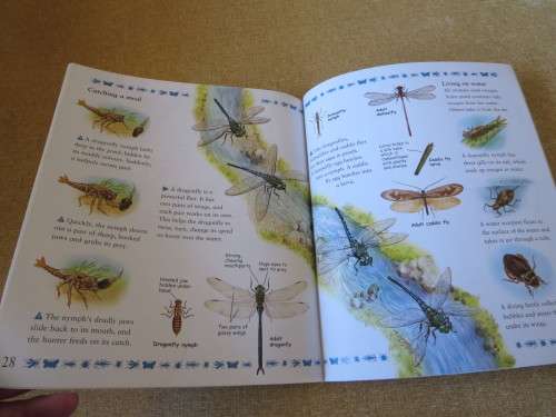 MY BEST BOOK OF CREEPY CRAWLIES  by Claire Llewellyn
