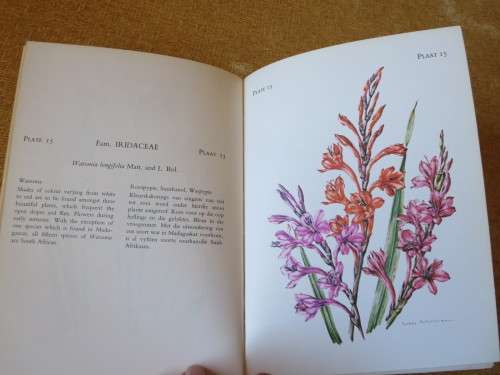 THE FLOWERING PLANTS OF TSITSIKAMA FOREST & COASTAL NATIONAL  (Teks Eng & Afr)