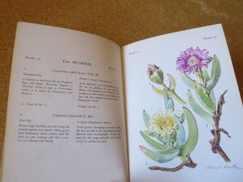 THE FLOWERING PLANTS OF TSITSIKAMA FOREST & COASTAL NATIONAL  (Teks Eng & Afr)