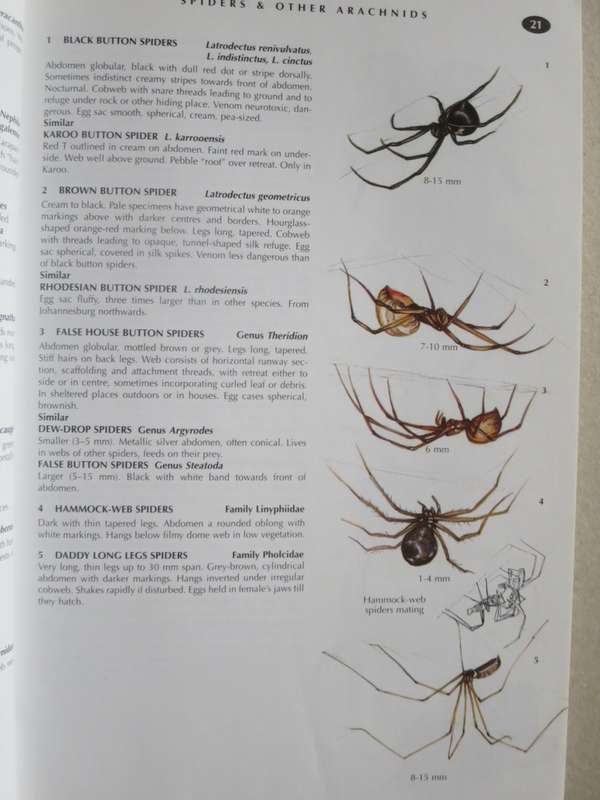WILDLIFE OF SOUTHERN AFRICA  Field guide to animals and plants of the region by Vincent Carruthers