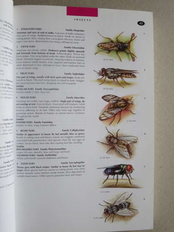 WILDLIFE OF SOUTHERN AFRICA  Field guide to animals and plants of the region by Vincent Carruthers