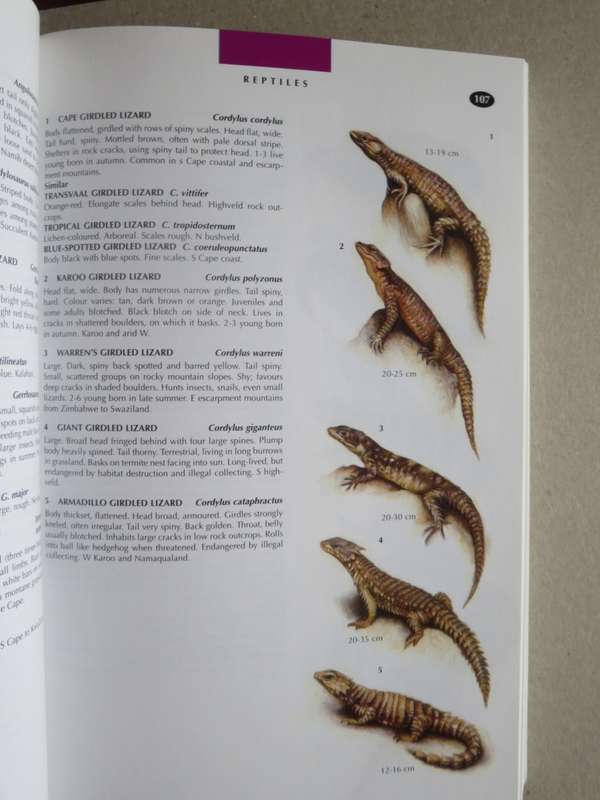 WILDLIFE OF SOUTHERN AFRICA  Field guide to animals and plants of the region by Vincent Carruthers