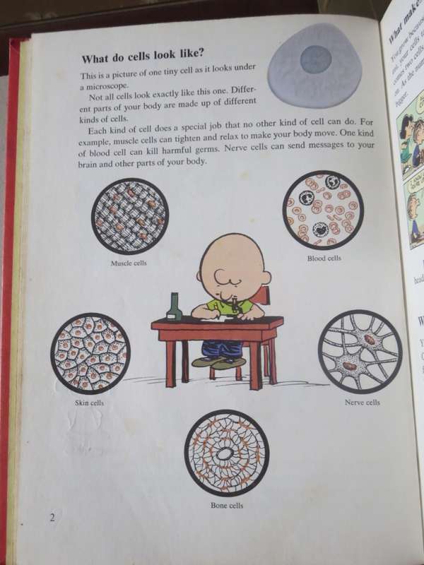 COMIC BOOKS: CHARLIE BROWN`S `CYCLOPEDIA VOL 1  Featuring Your Body Questions. Answers. Facts