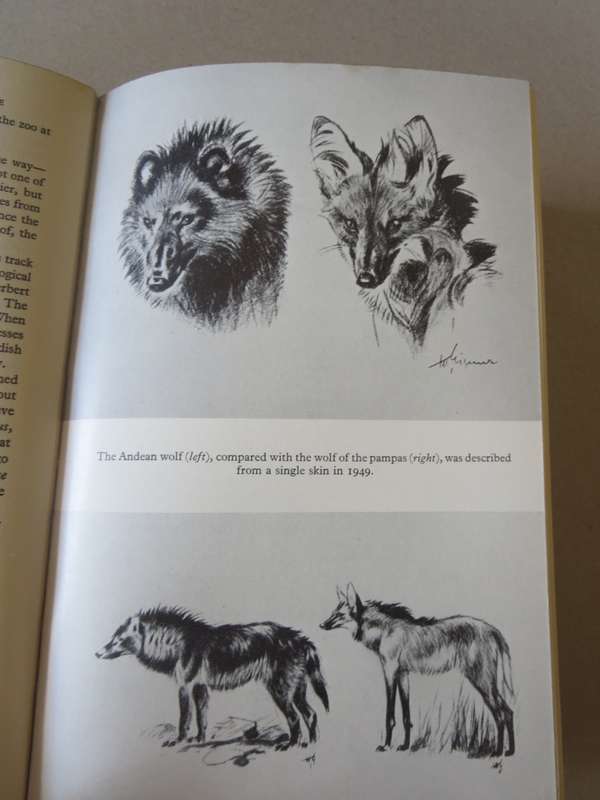 ON THE TRACK OF UNKNOWN ANIMALS. Bernard Heuvelmans. (Introduction by Gerald Durrell)