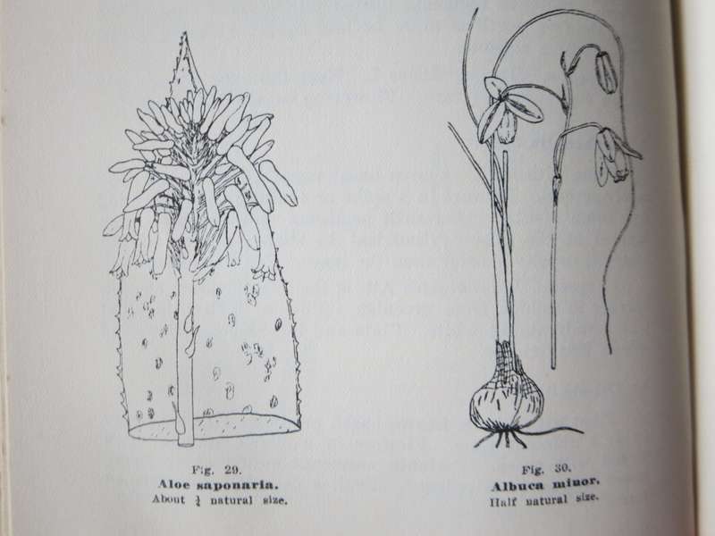 A GUIDE TO THE FLORA OF THE CAPE PENINSULA  by M. R. Heyns