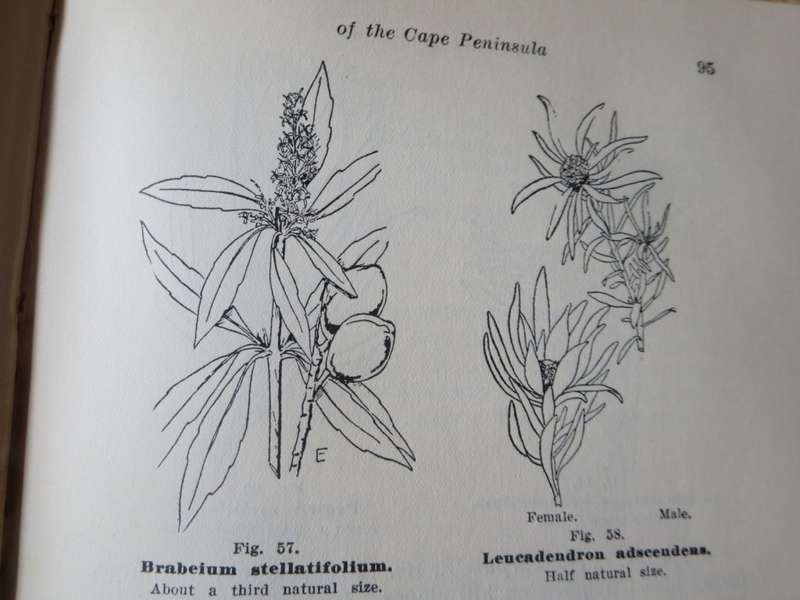 A GUIDE TO THE FLORA OF THE CAPE PENINSULA  by M. R. Heyns