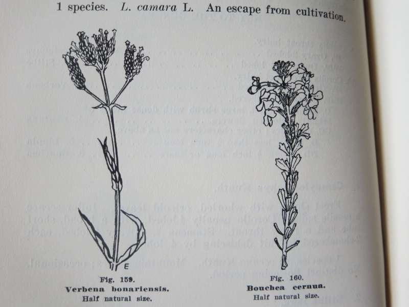 A GUIDE TO THE FLORA OF THE CAPE PENINSULA  by M. R. Heyns
