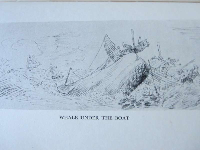 WHALE HUNT. The Narrative of a Voyage by Nelson Cole Haley. 1849 - 1853.