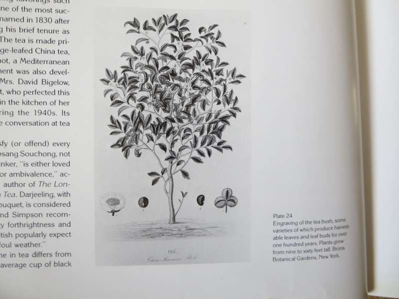 THE ECCENTRIC TEAPOT  by Garth Clark  Four hundred years of invention
