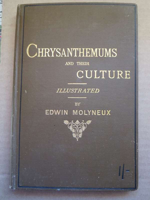 CHRYSANTHEMUMS and their CULTURE. Illustrated. By Edwin Molyneux.   (P)