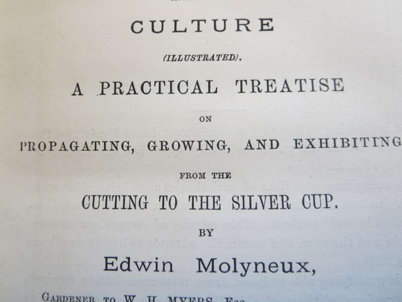 CHRYSANTHEMUMS and their CULTURE. Illustrated. By Edwin Molyneux.   (P)