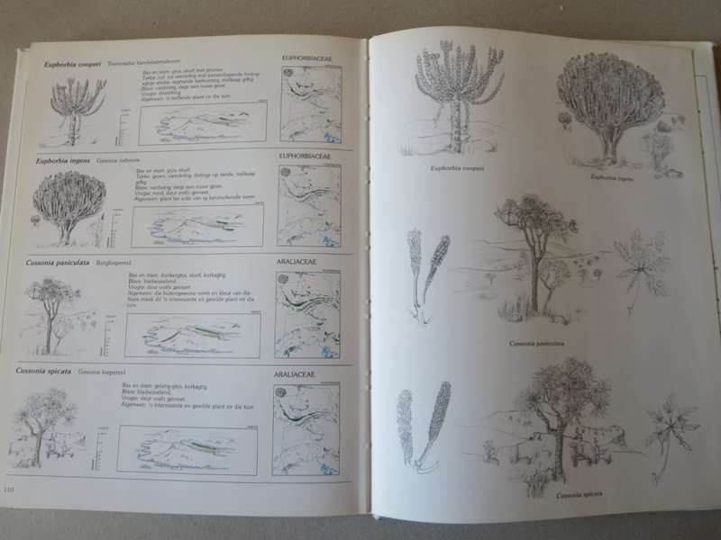 BOME EN STRUIKE van die Witwatersrand, Magaliesberg en Pilanesberg. Joan van Gogh & John Anderson.