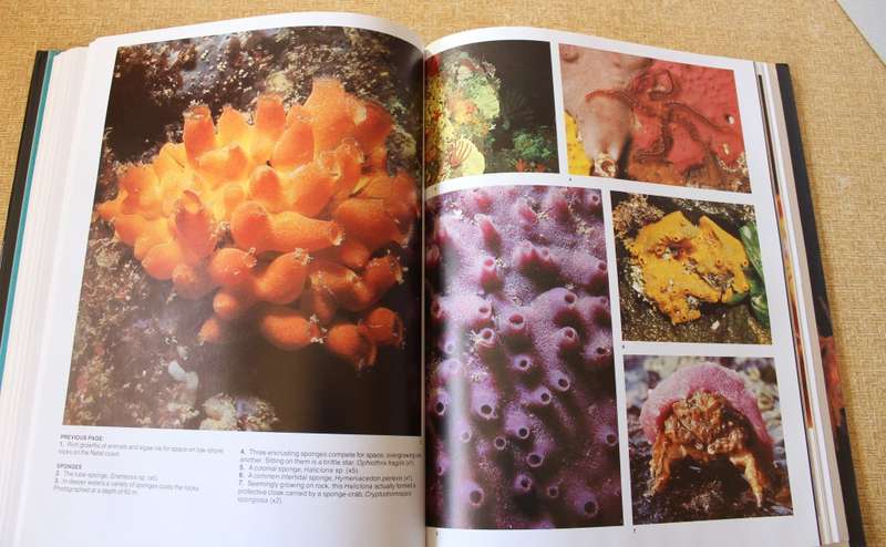 THE LIVING SHORES OF SOUTHERN AFRICA. Margo & George Branch. Photography: Anthony Bannister.