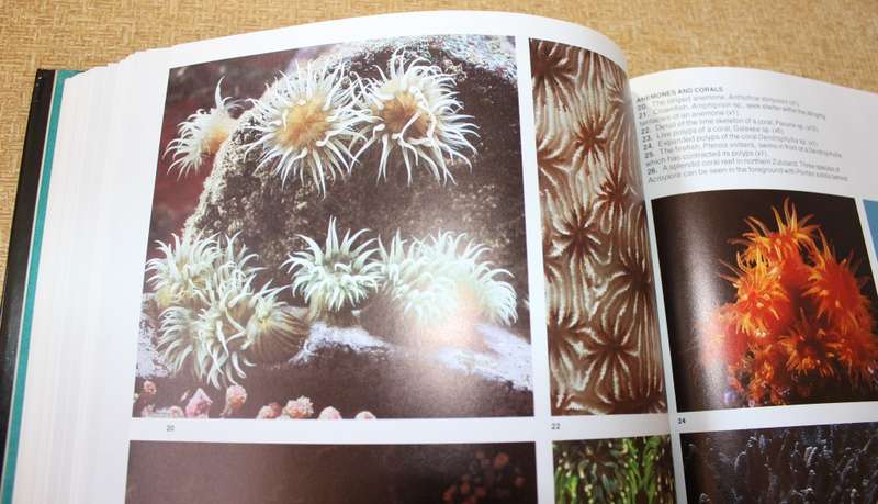THE LIVING SHORES OF SOUTHERN AFRICA. Margo & George Branch. Photography: Anthony Bannister.