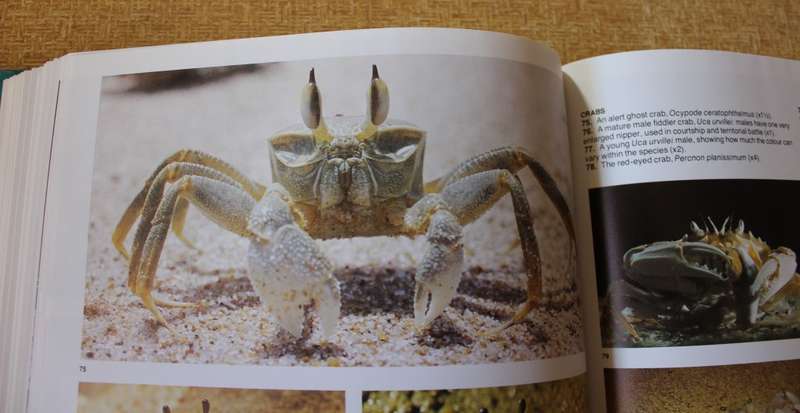 THE LIVING SHORES OF SOUTHERN AFRICA. Margo & George Branch. Photography: Anthony Bannister.