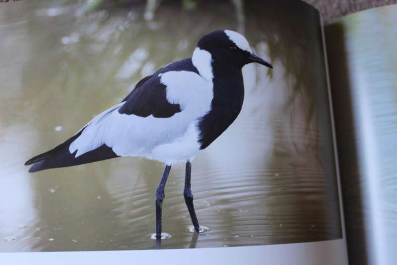 BIRDS OF MALAWI: The Splendour of Diversity. Photography by Bentley Palmer. Text by John Wilson.