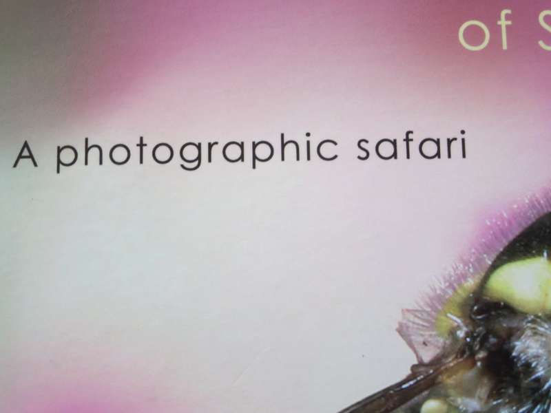 REMARKABLE INSECTS OF SOUTH AFRICA. A photographic safari. Lambert Smith.