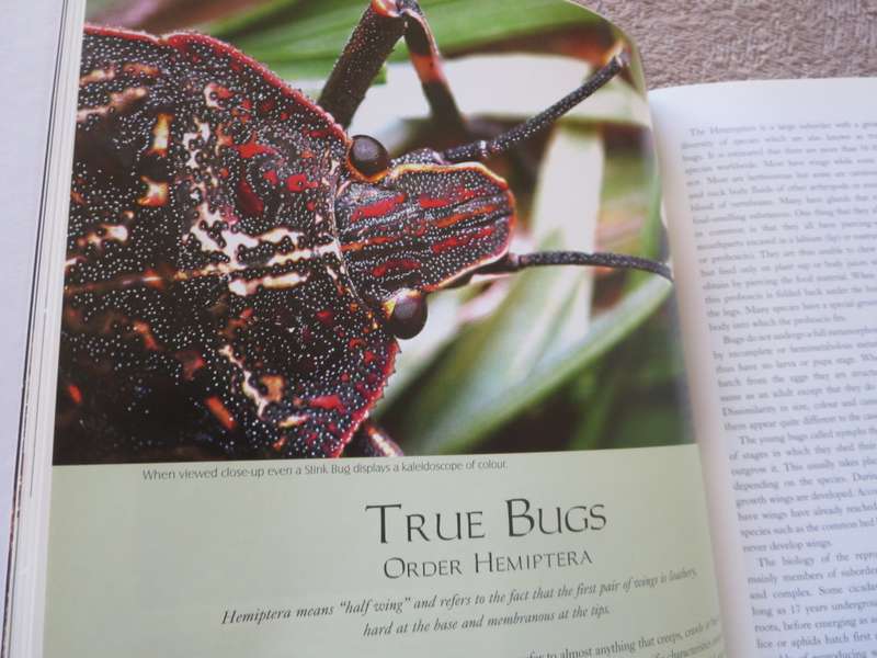 REMARKABLE INSECTS OF SOUTH AFRICA. A photographic safari. Lambert Smith.