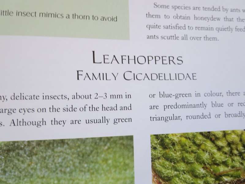 REMARKABLE INSECTS OF SOUTH AFRICA. A photographic safari. Lambert Smith.