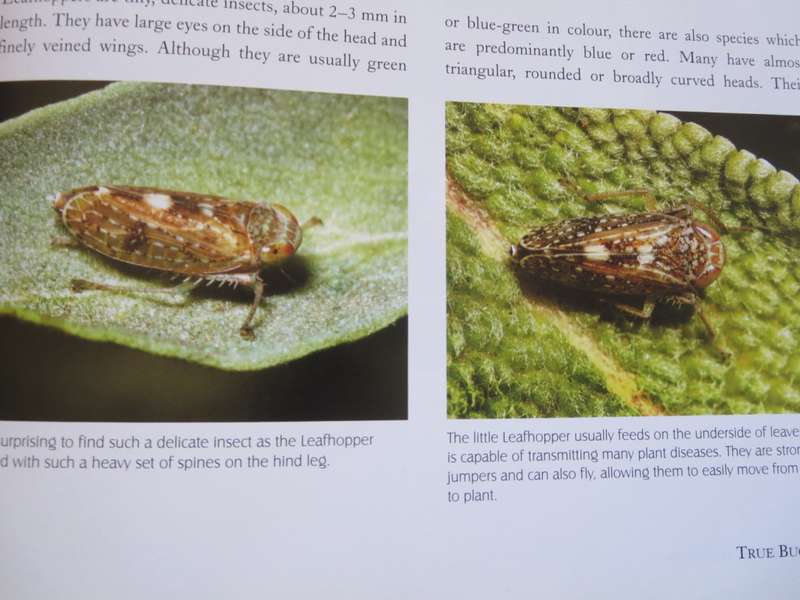 REMARKABLE INSECTS OF SOUTH AFRICA. A photographic safari. Lambert Smith.