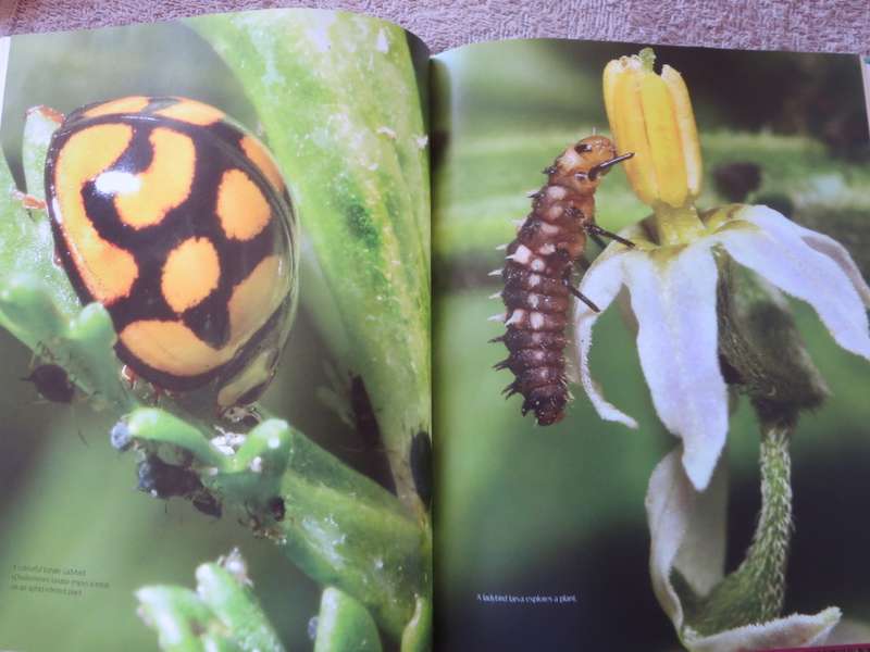 REMARKABLE INSECTS OF SOUTH AFRICA. A photographic safari. Lambert Smith.