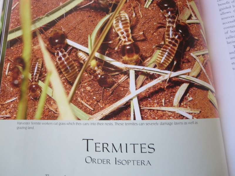REMARKABLE INSECTS OF SOUTH AFRICA. A photographic safari. Lambert Smith.