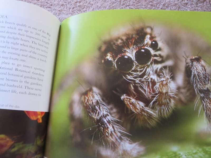 REMARKABLE INSECTS OF SOUTH AFRICA. A photographic safari. Lambert Smith.