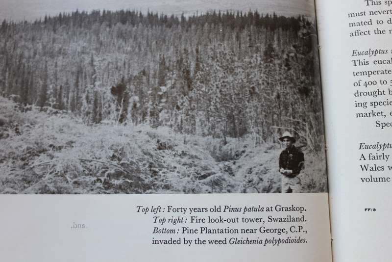 FORESTRY AND FOREST INDUSTRY in South Africa.  Mikael Grut.   (W)