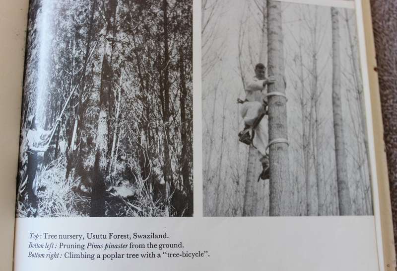 FORESTRY AND FOREST INDUSTRY in South Africa.  Mikael Grut.   (W)
