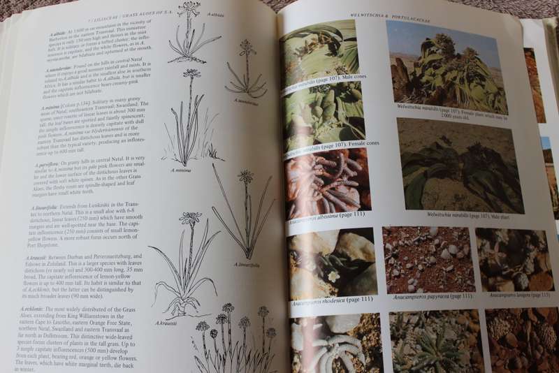SUCCULENT FLORA OF SOUTHERN AFRICA. Doreen Court.   (W)