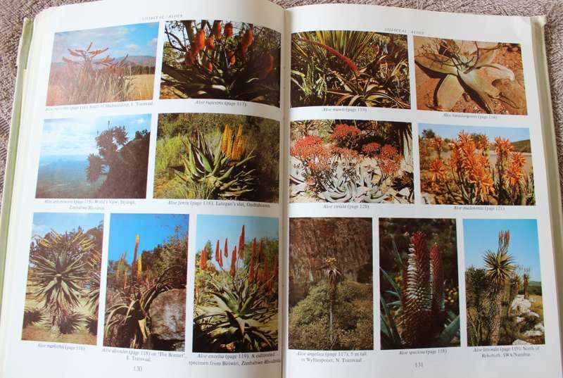 SUCCULENT FLORA OF SOUTHERN AFRICA. Doreen Court.   (W)