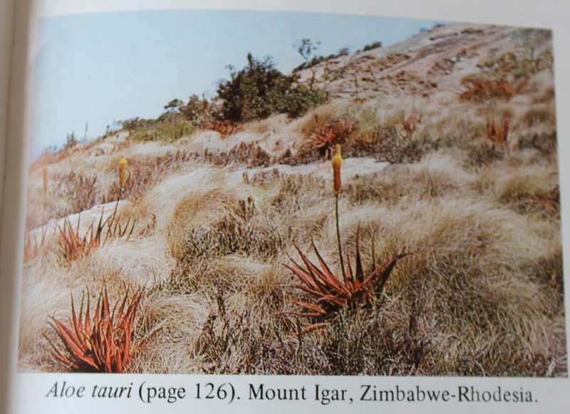 SUCCULENT FLORA OF SOUTHERN AFRICA. Doreen Court.   (W)