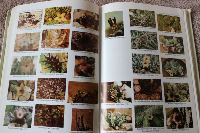 SUCCULENT FLORA OF SOUTHERN AFRICA. Doreen Court.   (W)