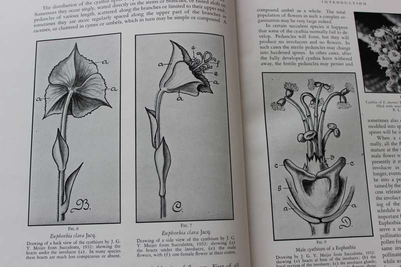 THE SUCCULENT EUPHORBIEAE. (Southern Africa) by Alain White, Allen Dyer and Boyd Sloane. Vol. 1. (W)