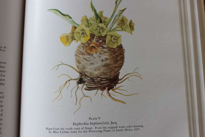 THE SUCCULENT EUPHORBIEAE. (Southern Africa) by Alain White, Allen Dyer and Boyd Sloane. Vol. 1. (W)