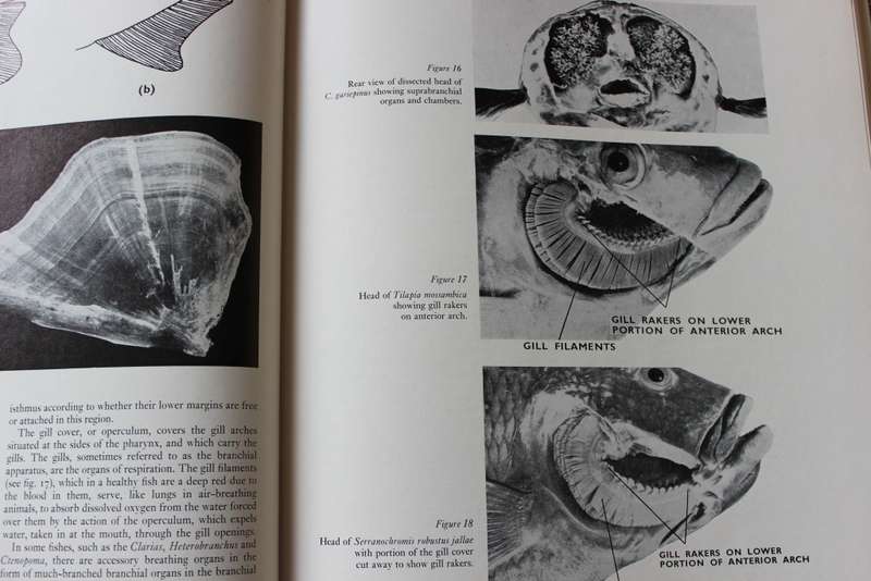 FRESHWATER FISHES of Southern Africa. R.A. Jubb. Illustrations by H.M. Jubb.     (W)