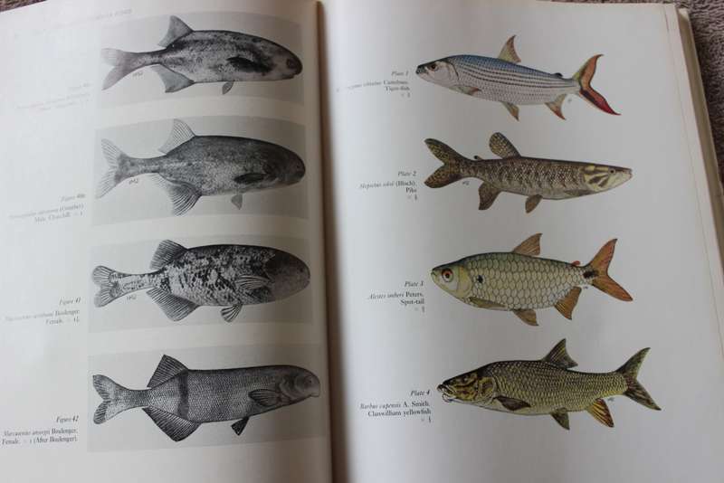 FRESHWATER FISHES of Southern Africa. R.A. Jubb. Illustrations by H.M. Jubb.     (W)