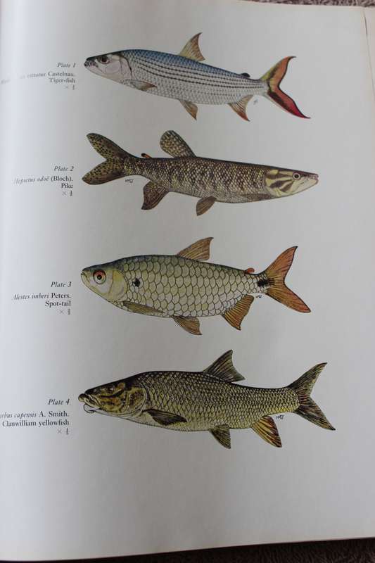 FRESHWATER FISHES of Southern Africa. R.A. Jubb. Illustrations by H.M. Jubb.     (W)