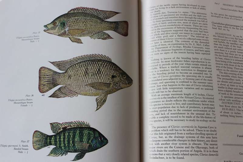 FRESHWATER FISHES of Southern Africa. R.A. Jubb. Illustrations by H.M. Jubb.     (W)