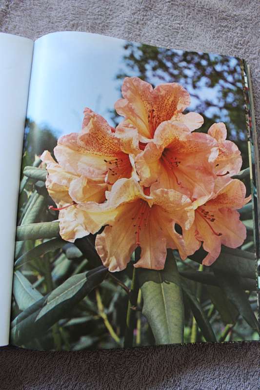 THE ROTHSCHILD RHODODENDRONS A record of the Gardens at Exberg by C.E. Lucas Philips & P N Barber