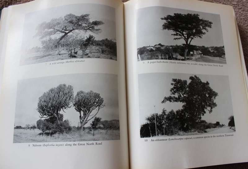 TREES OF SOUTH AFRICA by Eve Palmer and Norah Pitman.     (W)